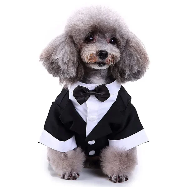 Dapper dog dressed to impress in a tuxedo