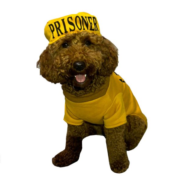 Poppy wearing yellow prisoner costume, sitting and looking at the camera