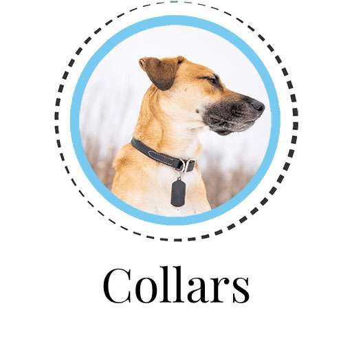 Dog Collars