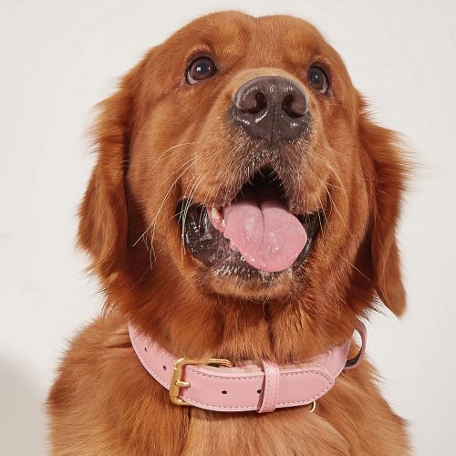 Luxury Soft Padded Leather Dog Collar – Featuring Light Pink Collar Worn by a Dog for Style and Comfort.