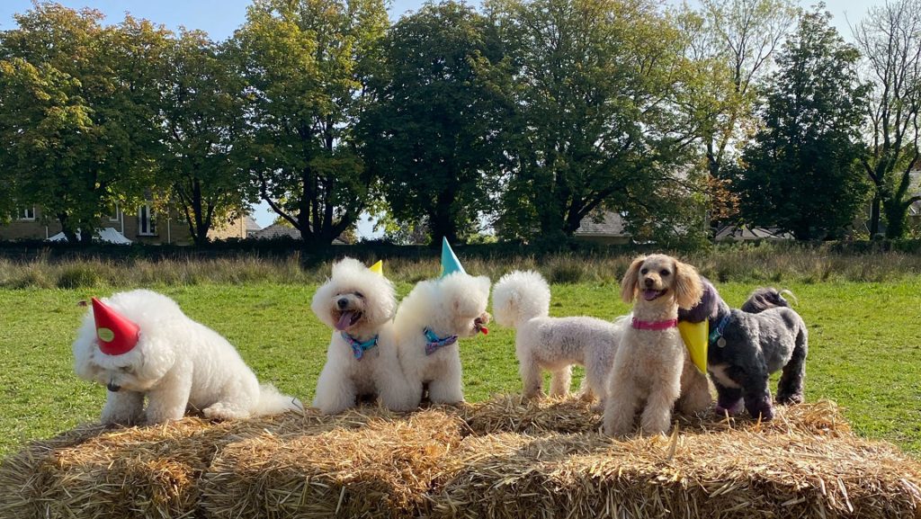 Dog Birthday Party