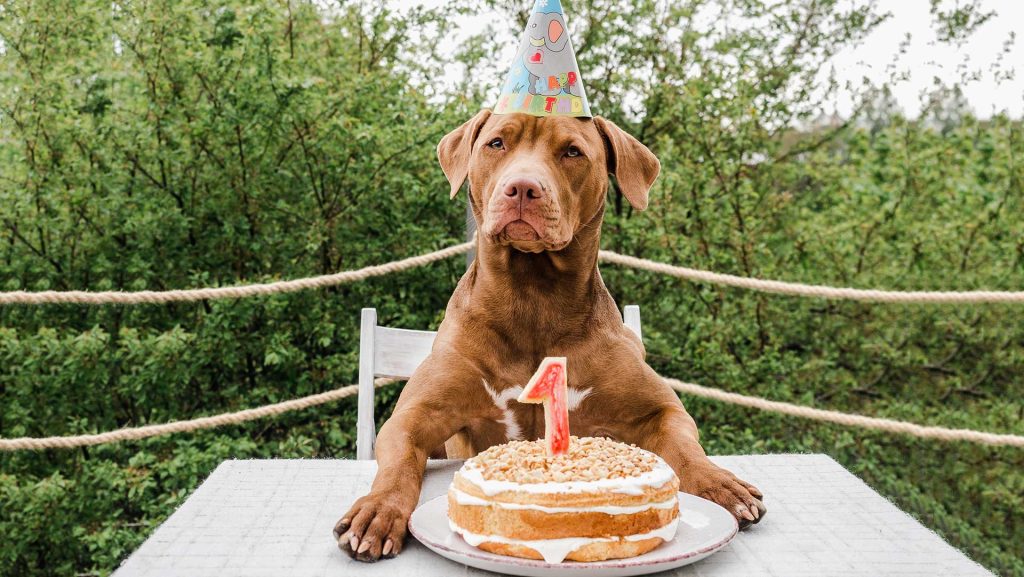 Dog's 1st Birthday Party