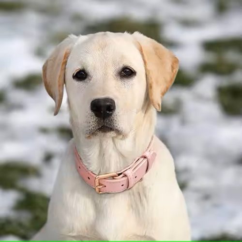 Luxury Soft Padded Leather Dog Collar. Featuring Light Pink Collar on a Dog for Style and Comfort.