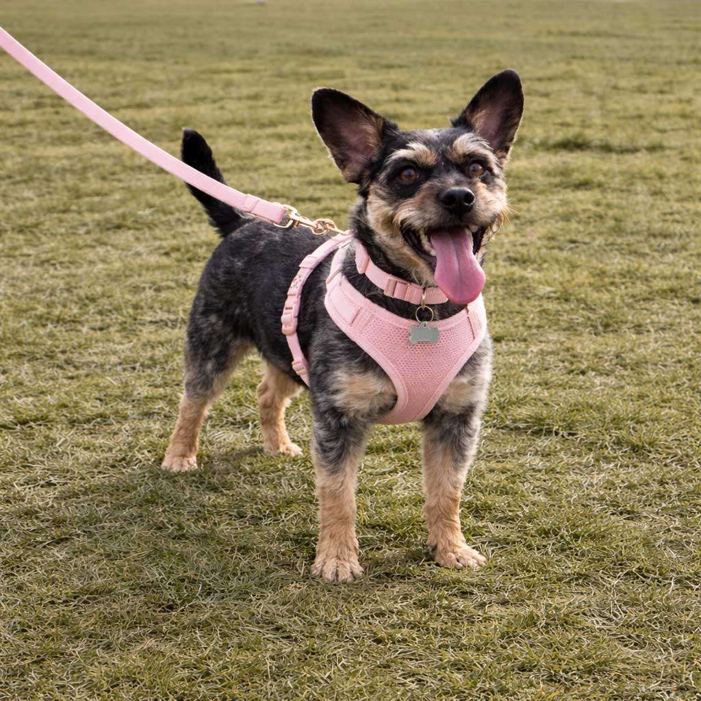 Signature Walking Pack - Image 11