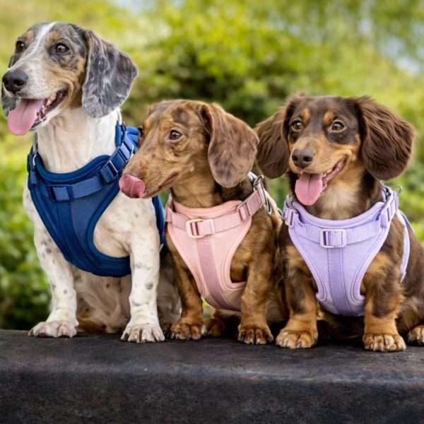 Signature Walking Pack