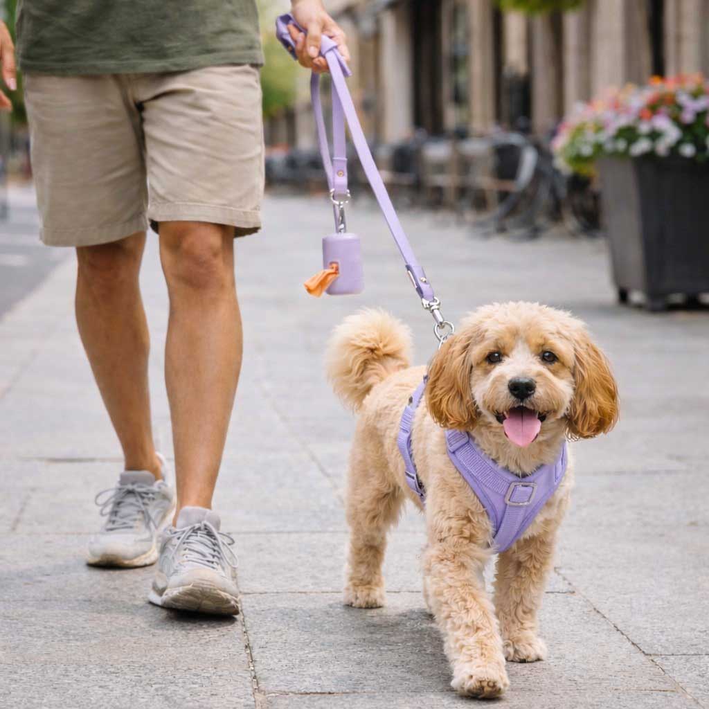 Signature Walking Pack - Image 7