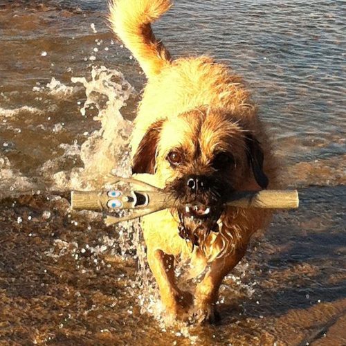 Dog carrying the Mr Stick Woody Dog Fetch Toy in its mouth