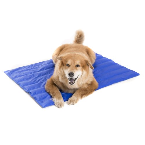 Medium-sized dog resting comfortably on the cooling mat indoors for heat relief.