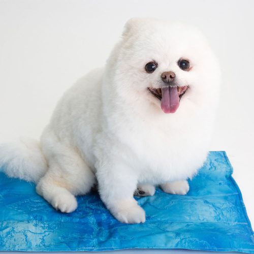 Small dog resting comfortably on a self-cooling mat indoors for instant heat relief.