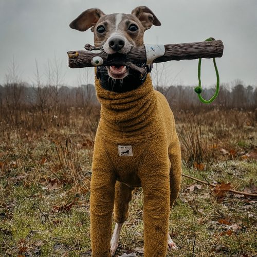 Dog holding the Baby Barkley Fetch Stick Toy in its mouth, designed for interactive play