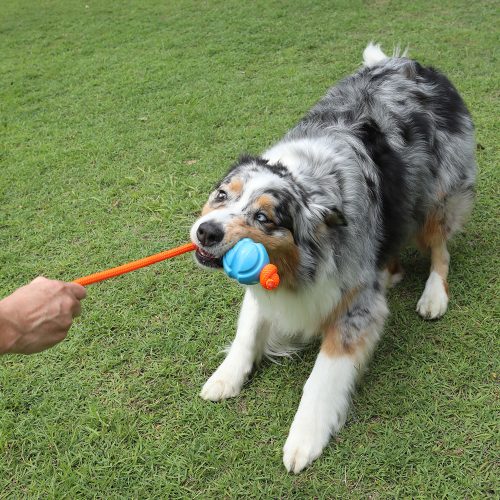 Dog playing tug-of-war with the DOOG Tug Toy, gripping the rope while engaging in active outdoor play with their owner.