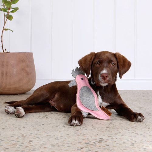 Outback Tails’ Gertie the Galah – the chirpy new best friend for your dog