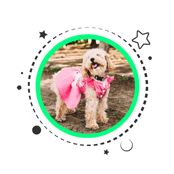 Dog Dress Product Category