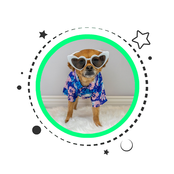 Summer Dog Shop