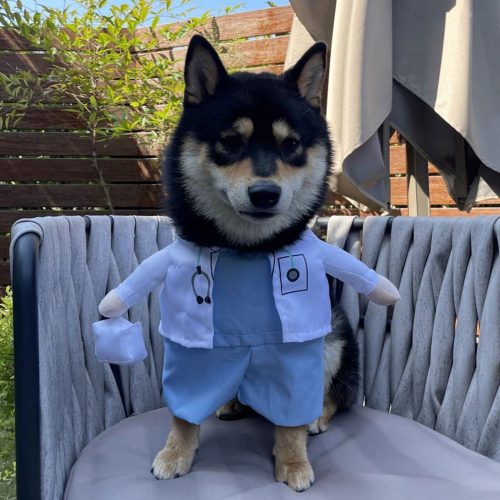 Small dog wearing Doctor Dog Costume with white coat and doctor's bag, posing for a photo.