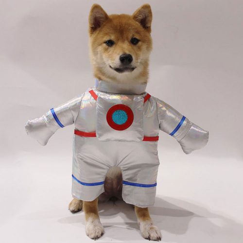 Small dog wearing Spaceman Dog Costume shown from the front with silver suit and astronaut helmet design.