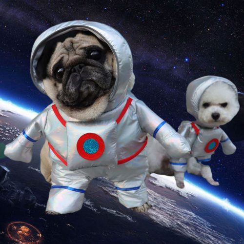 Cute pug dressed in Spaceman Dog Costume, posing in a galaxy space background with stars.
