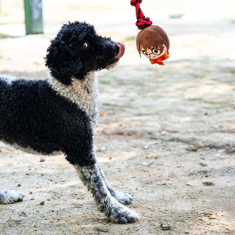 harry-potter-dog-toy-lifestyle