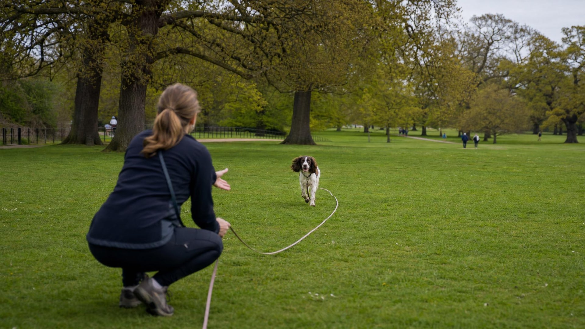Owner teaching a dog basic commands during a calm training session