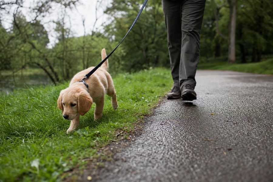 Puppy on a gentle first walk in a British park wearing a collar and lead
