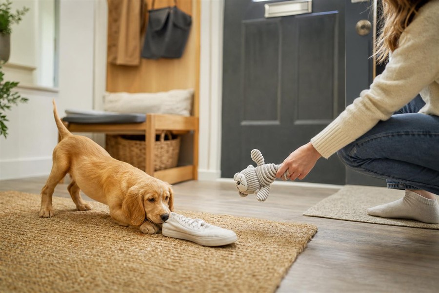 Owner calmly redirecting a puppy away from a shoe and towards a suitable toy