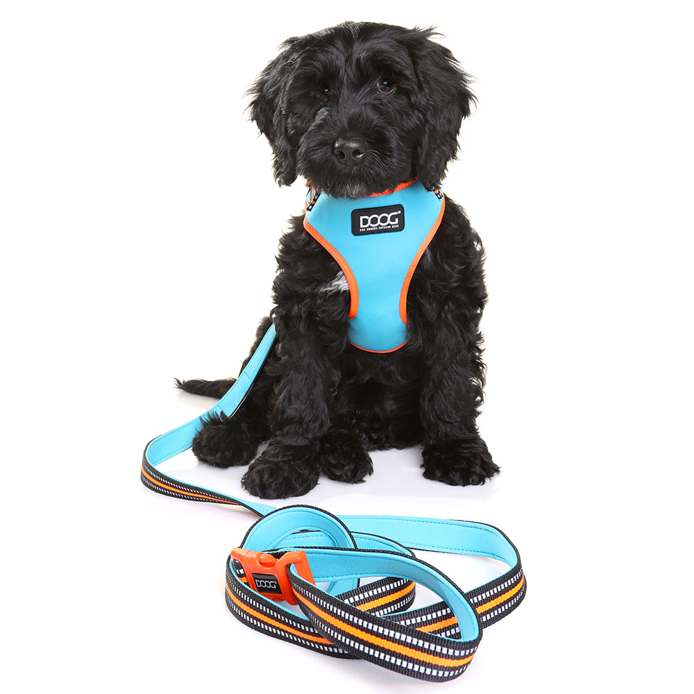 DOOG Lead Blue & Orange - Image 2