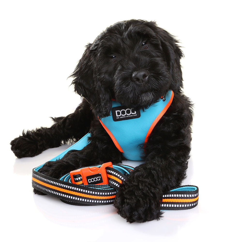 DOOG Lead Blue & Orange - Image 3