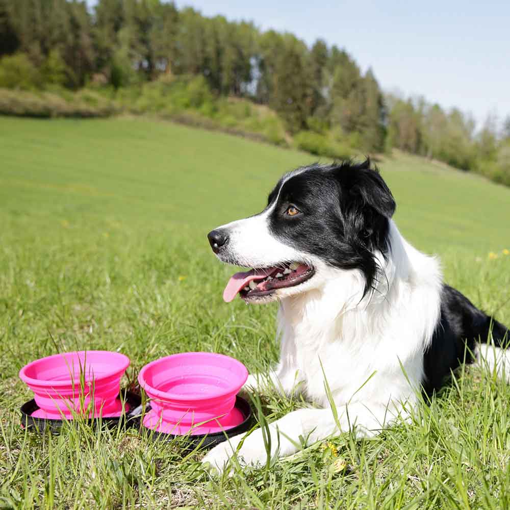 Kiwi Walker Double Travel Bowl - Image 3
