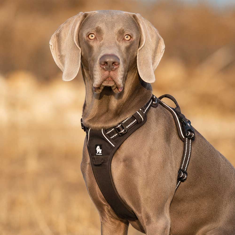 Truelove No Pull Dog Harness - Image 16