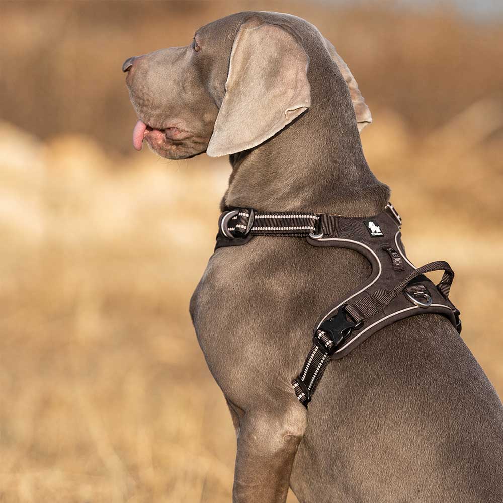 Truelove No Pull Dog Harness - Image 4