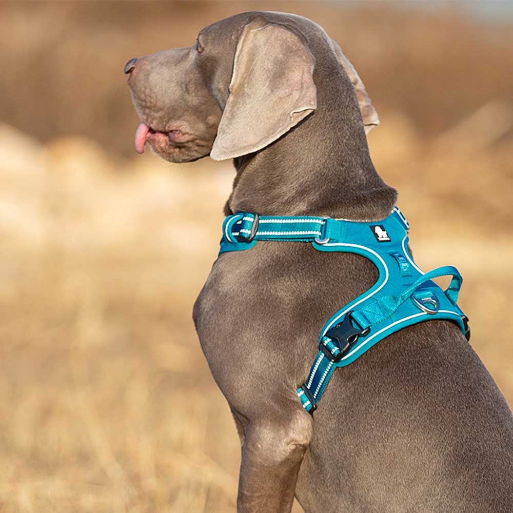 Truelove No Pull Dog Harness - Image 2