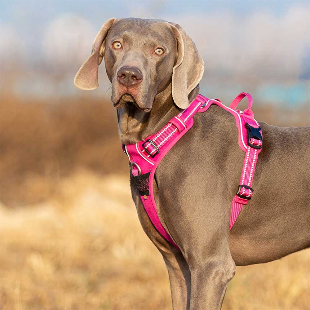 Truelove No Pull Dog Harness - Image 15