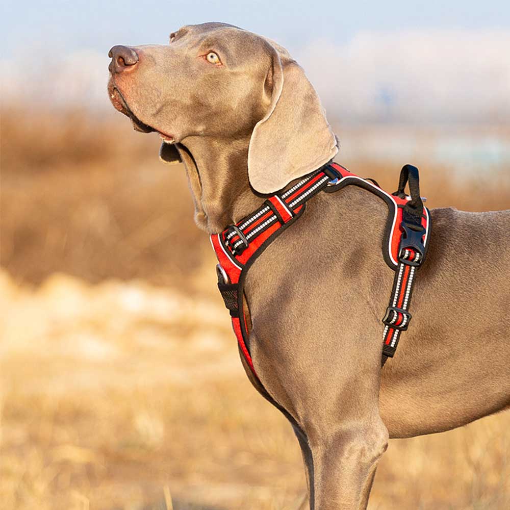 Truelove No Pull Dog Harness - Image 14