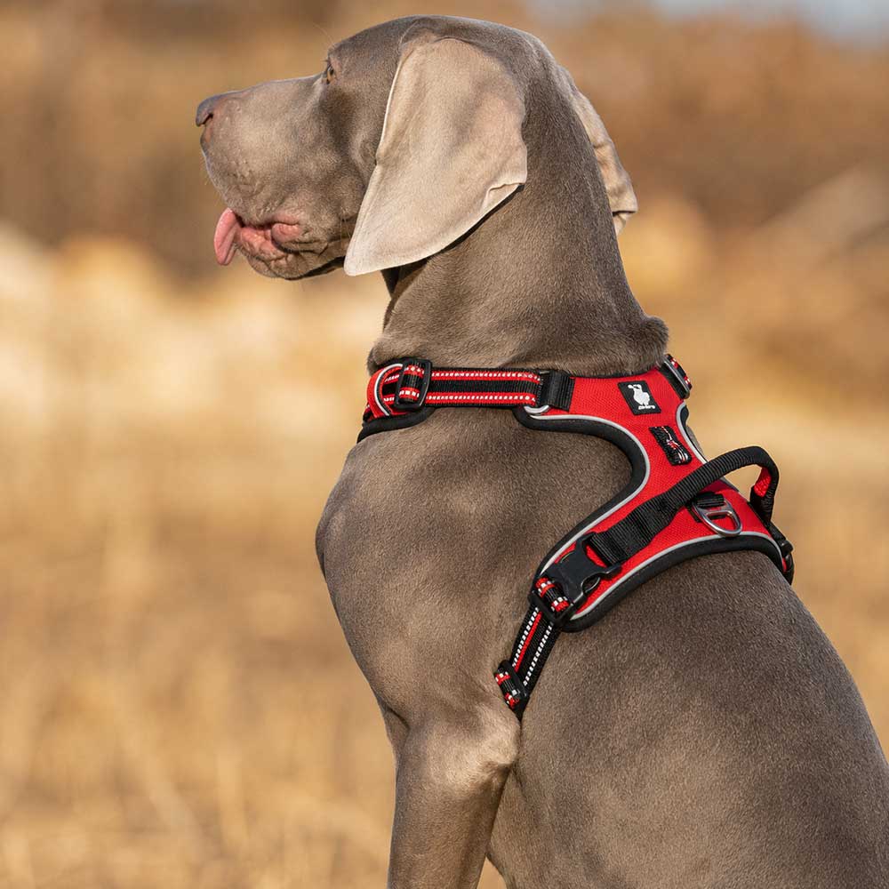 Truelove No Pull Dog Harness - Image 5