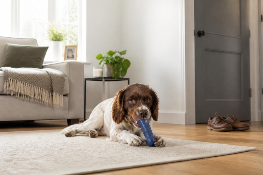 Dog chewing a safe toy instead of household items